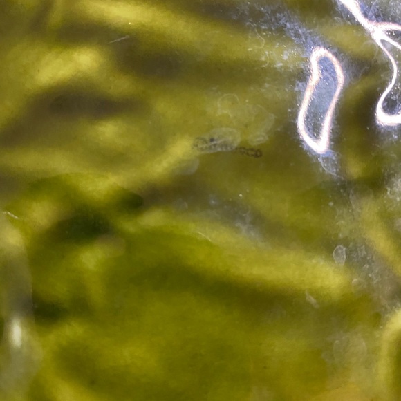 Vintage Enesco Christmas Cookies and Milk Plate 4 Available - Picture 6 of 6